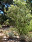 A young tree of Chilopsis linearis, Desert Willow, in the Santa Margarita nursery garden.
