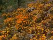 California Poppies are native in most of California, Here the poppy is filling in an opening in the chaparral.                                                                                        