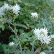This is a little fuzzy Monardella with white flowers that smells delicuous