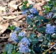 Ceanothus  Mills Glory flowers - grid24_24