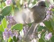 Bushtits are really cute eating the flowers of Arctostaphylos manzanita x densiflora, Austin Griffiths Manzanita