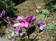 Lathyrus laetiflorus alefeldii San Diego Sweetpea - grid24_24