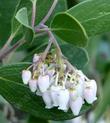 Arctostaphylos parrayana flowers are nice, foliage is wondrous.