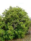 Myrica californica, Pacific Wax Myrtle in Morro Bay