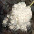 Anemone multifida ,Pacific Anemone seed head