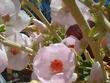 Malacothamnus fasciculatus,  Bush Mallow, here shown in full flower in the summer time in our Santa Margarita, garden. 
