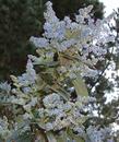 Ceanothus arboreus,  Owlswood Blue has light blue flowers.