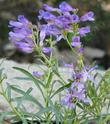 Penstemon speciosus. Showy Penstemon flowers