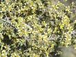 Purshia tridentata, Antelope Bitterbrush flowers. - grid24_24