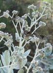 Eriodictyon tomentosum Woolly Yerba Santa. with three Variable Checkerspot Butterflies