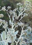 Eriodictyon tomentosum Woolly Yerba Santa. with three Variable Checkerspot Butterflies - grid24_24