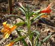 Many of the monkey flowers in the are around the Escondido nursery  have this weird mix of yellow and red flowers.