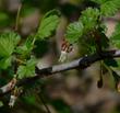 Ribes divaricatum, Coast Black Gooseberry