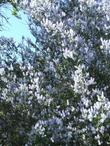 Ceanothus leucodermis, White bark Ceanothus in the wild - grid24_24