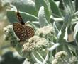 Eriodictyon tomentosum Woolly Yerba Santa, with Variable Checkerspot butterflies