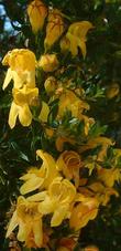 Keckiella antirrhinoides, Yellow Bush Snapdragon, has very fragrant, golden flowers, and small resinous leaves.  Sometimes called Yellow Bush Penstemon. - grid24_24