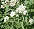 Gnaphalium microcephalum thermale, Feltleaf everlasting flowers - grid24_24