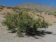 This photo, near Ridgecrest, California, shows the form of Dalea (Psorothamnus) fremontii, Indigo Bush. - grid24_24