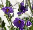 Solanum xanti, Purple Nightshade with it's hanging flowers
