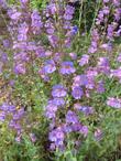 Penstemon spectabilis, Showy Penstemon makes a 3 ft. or so bush.