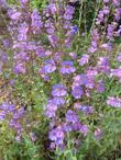 Penstemon spectabilis, Showy Penstemon makes a 3 ft. or so bush. - grid24_24