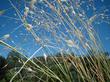 Oryzopsis hymenoides (Achnatherum hymenoides),  Indian Ricegrass, was a basic and nutritious food for the native Californians. 