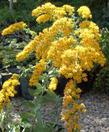 Solidago canadensis elongata Canada Goldenrod - grid24_24