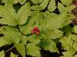 Actaea rubra snakeberry