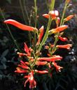 The flowers of Penstemon labrosus, Penstemon labrosus; San Gabriel Beardtongue, or an easier name, Scarlet Penstemon