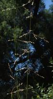 Melica imperfecta, California Melic seed heads