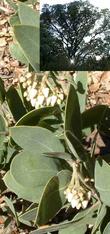 Arctostaphylos Otayensis is a large gray manzanita.