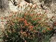 Castilleja foliolosa, Woolly Indian Paintbrush as a perennial - grid24_24