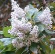 Ceanothus  arboreus,  Owlwood's Blue Mountain Lilac can have large flower clusters. - grid24_24