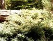 An old picture of Ceanothus cordulatus (whitethorn ceanothus) in the Sierras around Grants Grove.