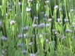 Plectritis ciliosa