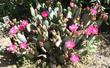 Opuntia basilaris, Beavertail Cactus in the Santa Margarita Garden - grid24_24