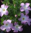 The five-parted flowers of Leptodactylon californicum, Prickly Phlox, shown here in closeup.