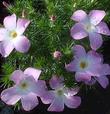 The five-parted flowers of Leptodactylon californicum, Prickly Phlox, shown here in closeup. - grid24_24