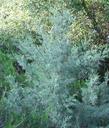 Cupressus nevadensis, Piute Cypress could be used as a gray hedge. - grid24_24