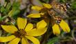Bidens laevis, Joaquin Sunflower with a Painted Lady butterfly. - grid24_24