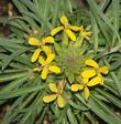 Erysimum capitatum, Western Wallflower, in a closeup photo showing the inflorescence. 