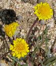 Chaenactis glabriuscula Pinchusion Flower