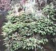 An old photo, 1990, of Polypodium californicum, California Polypody, on a shaded, north slope, San Luis Obispo county, California. - grid24_24