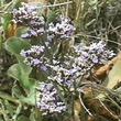 Limonium californicum Western Marsh-Rosemary - grid24_24