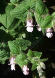 Lepechinia fragrans, Wallace's Pitcher Sage, has very fuzzy leaves, and very pink/lavender flowers.