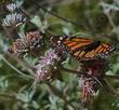 Monarch Butterfly on Salvia leucophylla, Purple.