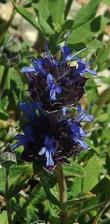 Salvia Carl Nelson.