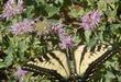 The Pale Swallowtail butterfly loves Monardella villosa, Coyote Mint. 