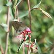 Clarkia, Garland Flower, Mountain Garland, Clarkia unguiculata with Hairstreak Butterfly - grid24_24