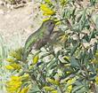 An Anna Hummingbird on a Bladderbod, Isomeris